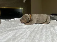 Ms.Gucci, a  American Bully for sale in Decatur, AL – Photo 1 of 6