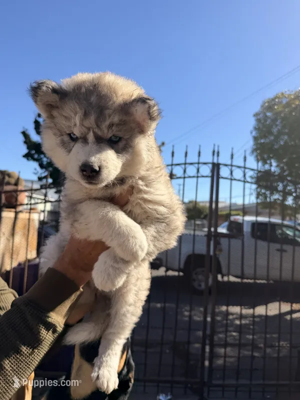 no name 3 – Siberian Husky puppy for sale in Richmond, CA