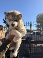 no name 3, a female Siberian Husky for sale in Richmond, CA – 1 of 2