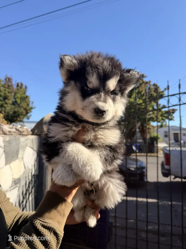 no name – Siberian Husky puppy for sale in Richmond, CA
