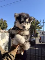 no name, a male Siberian Husky for sale in Richmond, CA – 1 of 1