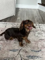 Benito, a male Miniature Dachshund for sale in Charlotte, NC – 4 of 5