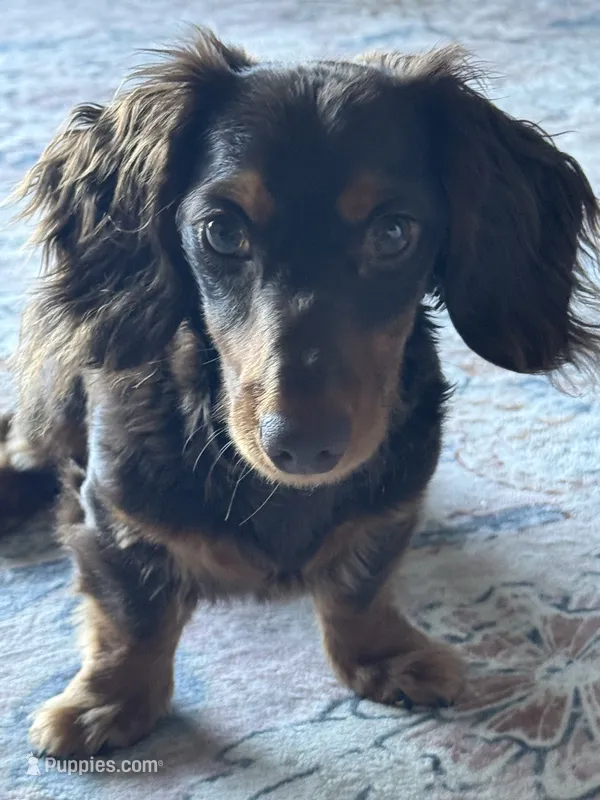Benito – Miniature Dachshund puppy for sale in Charlotte, NC
