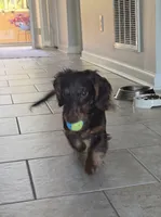 Benito, a male Miniature Dachshund for sale in Charlotte, NC – 2 of 5