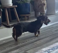 Benito, a male Miniature Dachshund for sale in Charlotte, NC – 3 of 5