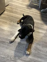 Polo, a male American Bully for sale in North Adams, MA – Photo 3 of 4