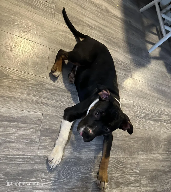 Polo – American Bully puppy for sale in North Adams, MA