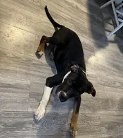 Polo, a male American Bully for sale in North Adams, MA – Photo 1 of 4