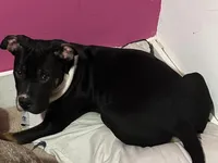 Polo, a male American Bully for sale in North Adams, MA – Photo 2 of 4