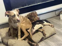 Big Benji , a male American Bully for sale in North Adams, MA – Photo 3 of 4