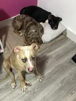 Big Benji , a male American Bully for sale in North Adams, MA – Photo 2 of 4