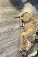 Big Benji , a male American Bully for sale in North Adams, MA – Photo 4 of 4