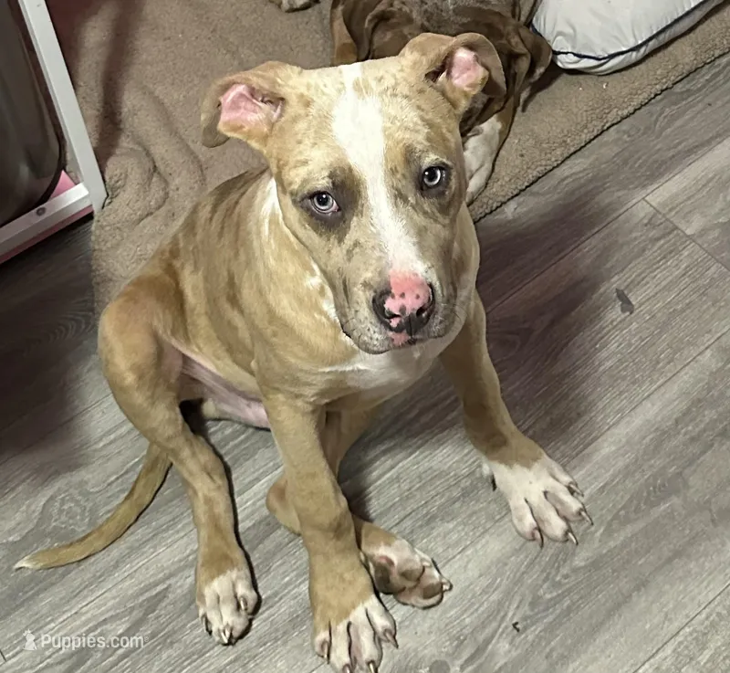 Big Benji  – American Bully puppy for sale in North Adams, MA