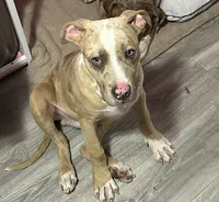 Big Benji , a male American Bully for sale in North Adams, MA – Photo 1 of 4