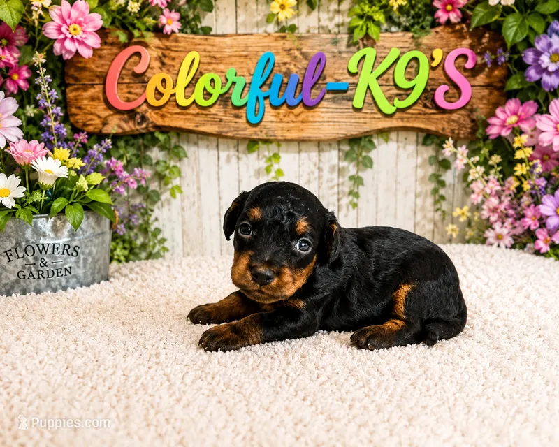 Willow – Cavapoo puppy for sale in Myrtle Beach, SC