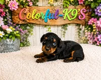 Willow, a female Cavapoo for sale in Myrtle Beach, SC – 1 of 3