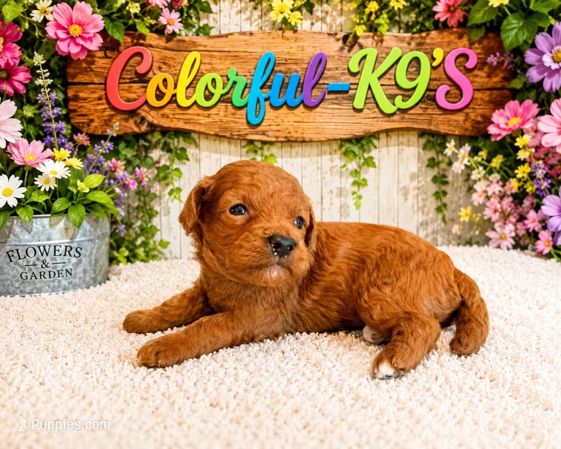 Teddy- Reserved – Cavapoo puppy for sale in Myrtle Beach, SC
