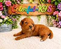 Teddy- Reserved, a male Cavapoo for sale in Myrtle Beach, SC – 1 of 3