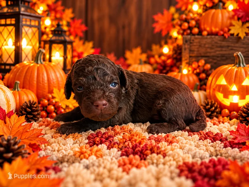 Denver – Cavapoo puppy for sale in Myrtle Beach, SC