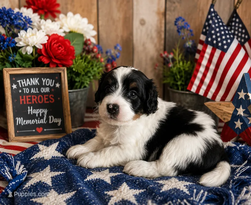 Atlas – Miniature Bernedoodle puppy for sale in Myrtle Beach, SC