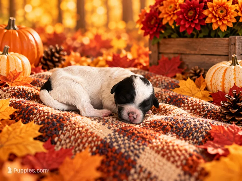Dottie – Cavapoo puppy for sale in Myrtle Beach, SC