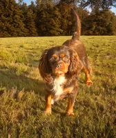 Prada, a female Cavapoo for sale in Myrtle Beach, SC – 3 of 3