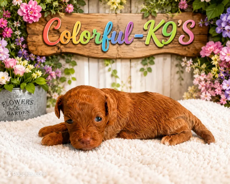 Prada – Cavapoo puppy for sale in Myrtle Beach, SC