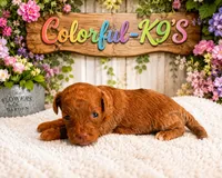 Prada, a female Cavapoo for sale in Myrtle Beach, SC – 1 of 3