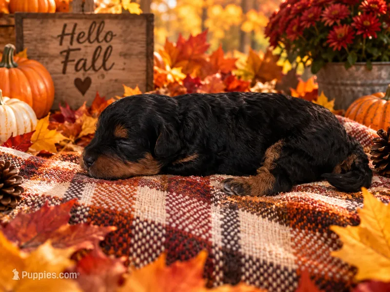 Nutella – Cavapoo puppy for sale in Myrtle Beach, SC