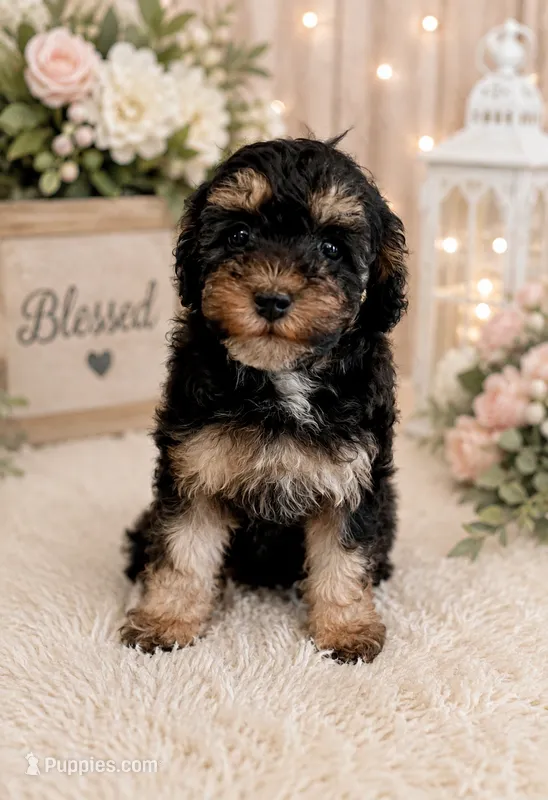 Bridget – Poodle - Miniature  puppy for sale in Myrtle Beach, SC