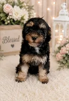 Bridget, a female Poodle - Miniature  for sale in Land O Lakes, FL – 1 of 3