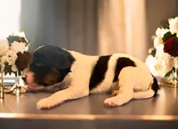 Bandit, a male Cavapoo for sale in Myrtle Beach, SC – Photo 3 of 5