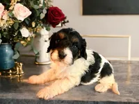 Bandit, a male Cavapoo for sale in Myrtle Beach, SC – Photo 1 of 5