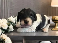 Bandit, a male Cavapoo for sale in Myrtle Beach, SC – Photo 2 of 5