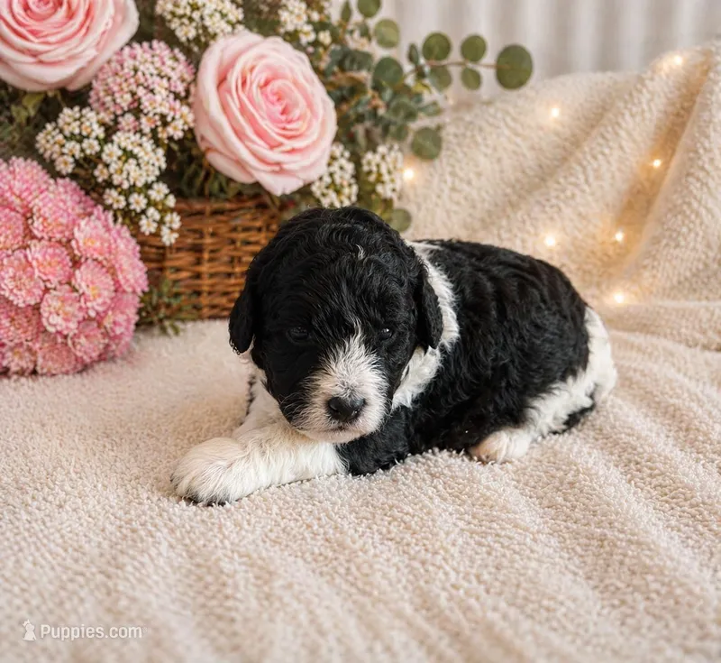 Mia – Bernedoodle puppy for sale in Myrtle Beach, SC