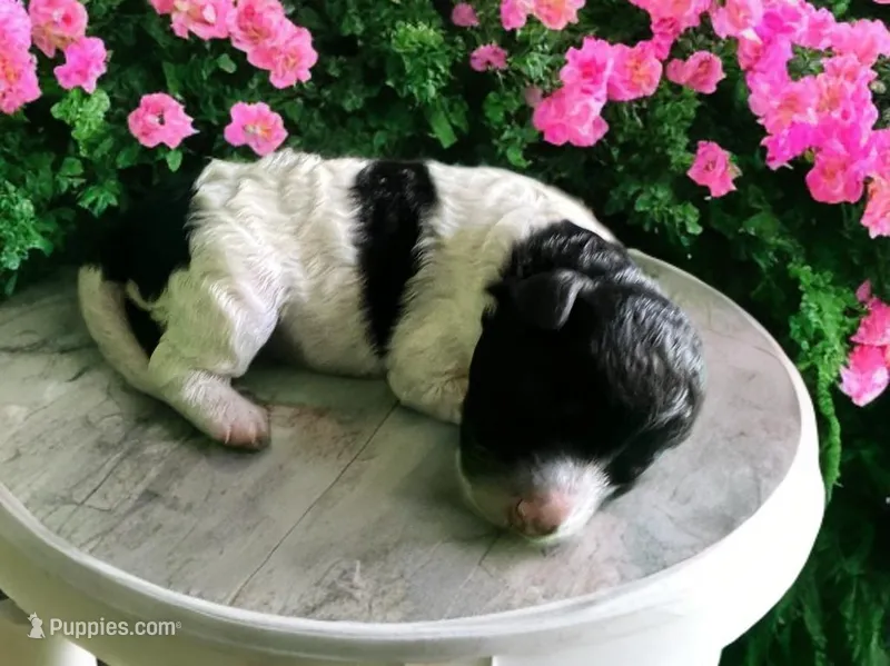 Mia – Miniature Bernedoodle puppy for sale in Myrtle Beach, SC
