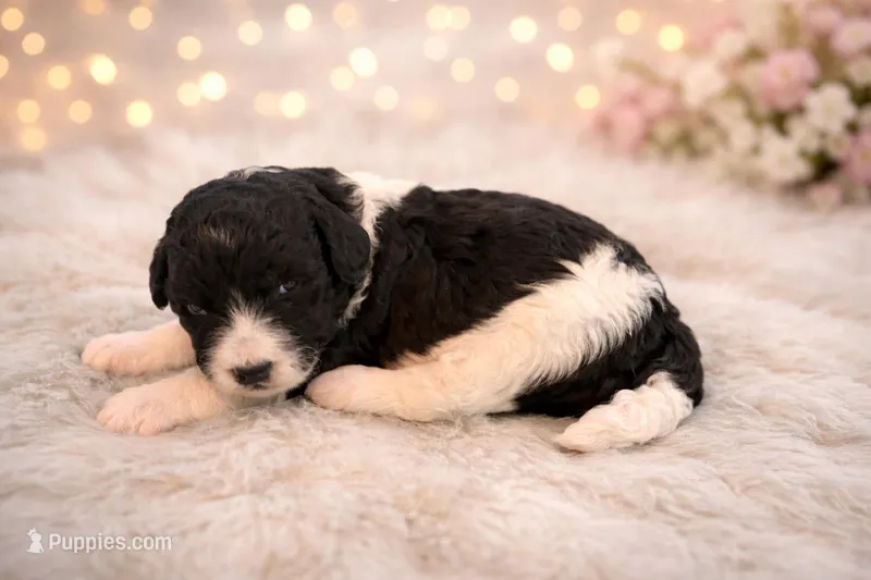 Mia – Bernedoodle puppy for sale in Myrtle Beach, SC