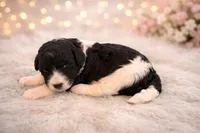 Mia, a female Bernedoodle for sale in Myrtle Beach, SC – Photo 1 of 4