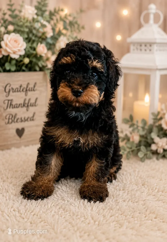 Bridget – Poodle - Miniature  puppy for sale in Myrtle Beach, SC