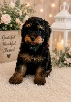 Bridget, a female Poodle - Miniature  for sale in Myrtle Beach, SC – 1 of 3