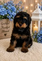Baxter, a male Poodle - Miniature  for sale in Myrtle Beach, SC – 1 of 3