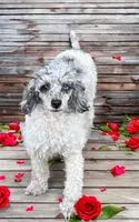Bridget, a female Poodle - Miniature  for sale in Myrtle Beach, SC – 3 of 3