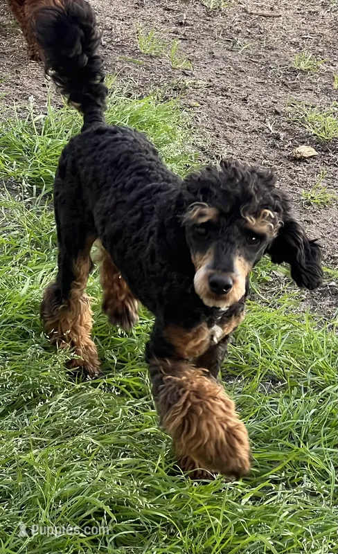 Prince – Poodle - Miniature  puppy for sale in Myrtle Beach, SC