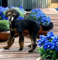 Bandit, a male Poodle - Miniature  for sale in Myrtle Beach, SC – 2 of 3