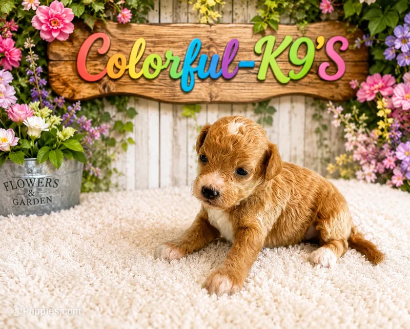 Chanel – Cavapoo puppy for sale in Myrtle Beach, SC