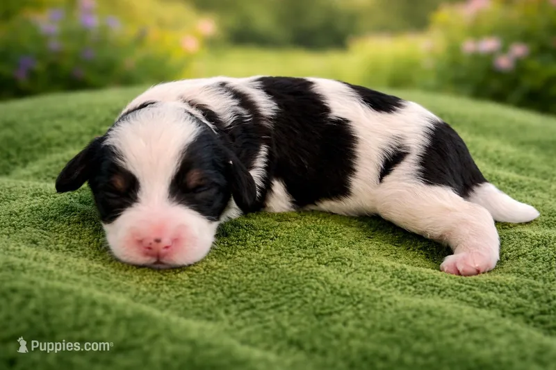 Atlas – Bernedoodle puppy for sale in Myrtle Beach, SC