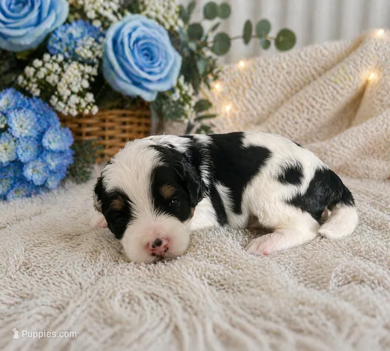 Atlas – Bernedoodle puppy for sale in Myrtle Beach, SC