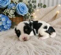 Atlas, a male Miniature Bernedoodle for sale in Myrtle Beach, SC – Photo 1 of 4