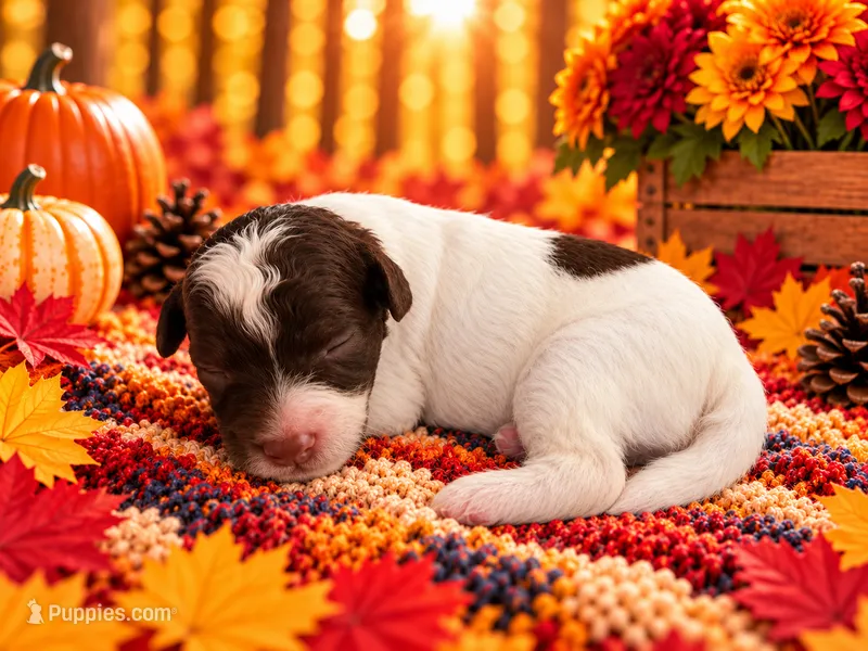 Dawson – Cavapoo puppy for sale in Myrtle Beach, SC