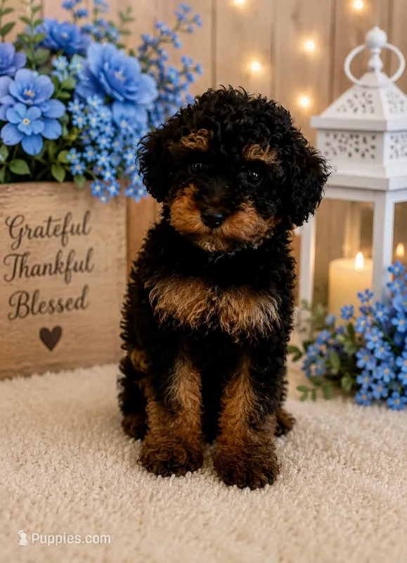 Brody – Poodle - Miniature  puppy for sale in Myrtle Beach, SC